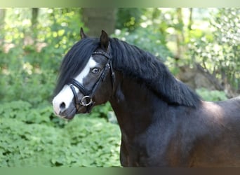 Welsh A (Mountain Pony), Gelding, 4 years, 11.2 hh, Black