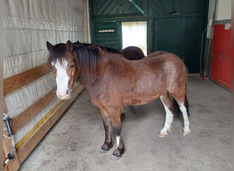 Welsh A (Mountain Pony), Gelding, 4 years, 11.2 hh, Brown
