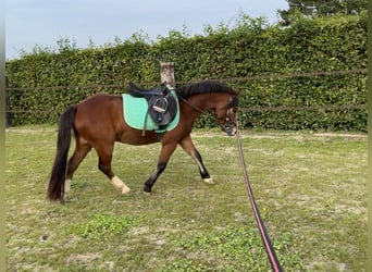 Welsh A (Mountain Pony), Gelding, 4 years, 11.2 hh, Brown-Light