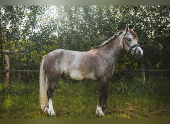 Welsh A (Mountain Pony), Gelding, 4 years, 11.2 hh, Can be white
