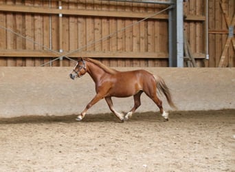 Welsh A (Mountain Pony), Gelding, 4 years, 11,2 hh, Chestnut-Red