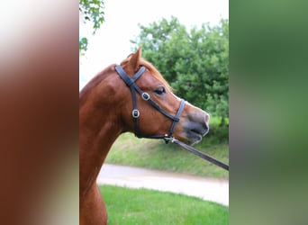 Welsh A (Mountain Pony), Gelding, 4 years, 11.2 hh, Chestnut-Red