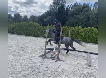 Welsh A (Mountain Pony), Gelding, 4 years, 11.2 hh, Gray-Blue-Tan