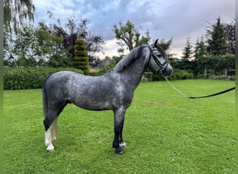 Welsh A (Mountain Pony), Gelding, 4 years, 11.2 hh, Gray-Blue-Tan
