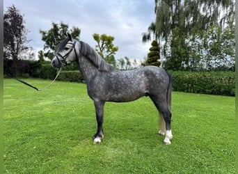 Welsh A (Mountain Pony), Gelding, 4 years, 11.2 hh, Gray-Blue-Tan