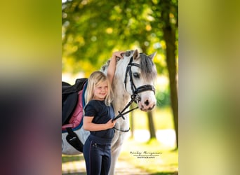 Welsh A (Mountain Pony), Gelding, 4 years, 11.2 hh, Gray