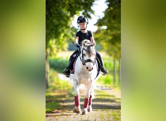 Welsh A (Mountain Pony), Gelding, 4 years, 11.2 hh, Gray