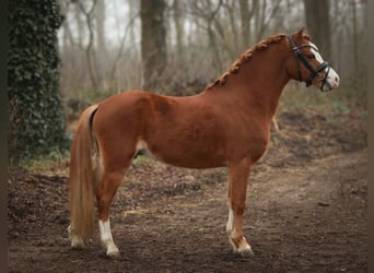 Welsh A (Mountain Pony), Gelding, 4 years, 11,3 hh, Chestnut-Red