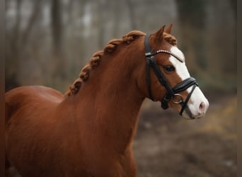 Welsh A (Mountain Pony), Gelding, 4 years, 11,3 hh, Chestnut-Red