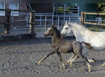 Welsh A (Mountain Pony), Gelding, 4 years, 12 hh, Gray