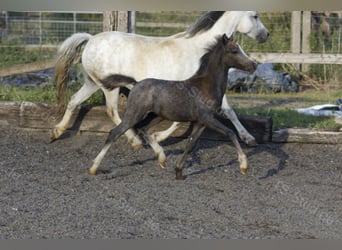 Welsh A (Mountain Pony), Gelding, 4 years, 12 hh, Gray