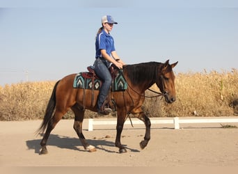 Welsh-A Mix, Wallach, 4 Jahre, 13,3 hh, Rotbrauner