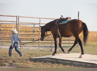 Welsh-A Mix, Wallach, 4 Jahre, 13,3 hh, Rotbrauner