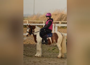 Welsh A (Mountain Pony), Gelding, 5 years, 10,1 hh, Pinto