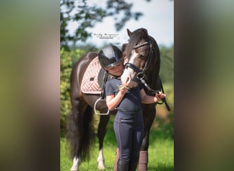 Welsh A (Mountain Pony), Gelding, 5 years, 11.1 hh, Black