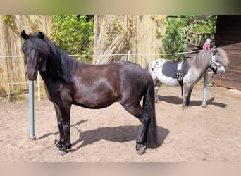 Welsh A (Mountain Pony), Gelding, 5 years, 11.2 hh, Black