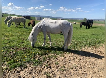 Welsh A (Mountain Pony), Gelding, 5 years, 11.2 hh, Gray-Dapple
