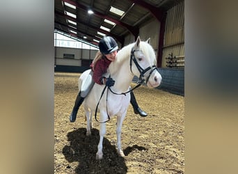 Welsh A (Mountain Pony), Gelding, 5 years, 11.2 hh, Gray