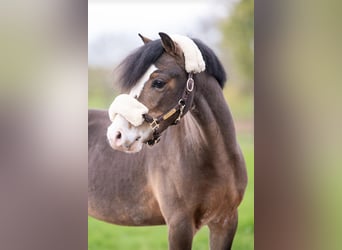 Welsh A (Mountain Pony), Gelding, 5 years, 11 hh, Brown