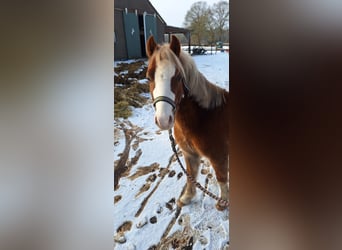 Welsh A (Mountain Pony), Gelding, 5 years, 11 hh, Chestnut-Red
