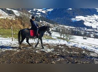 Welsh A (Mountain Pony), Gelding, 5 years, 12,1 hh, Gray-Blue-Tan