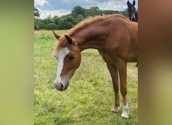 Welsh A (Mountain Pony), Gelding, 5 years, 12 hh, Chestnut-Red