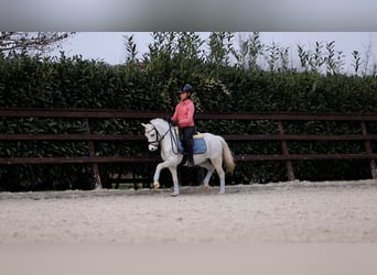 Welsh A (Mountain Pony), Gelding, 5 years, 12 hh