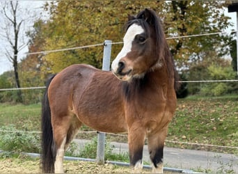 Welsh A (Mountain Pony), Gelding, 6 years, 10,2 hh, Brown