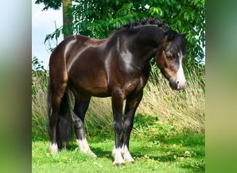 Welsh A (Mountain Pony), Gelding, 6 years, 11.2 hh, Black
