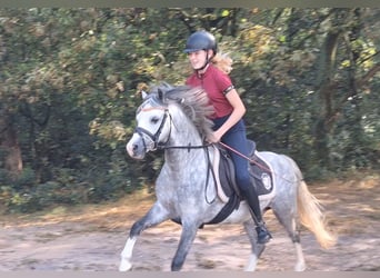 Welsh A (Mountain Pony), Gelding, 6 years, 11,2 hh, Gray-Blue-Tan