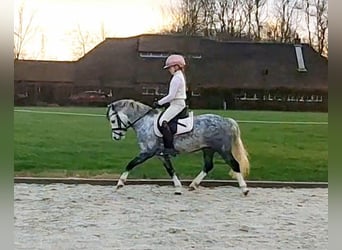 Welsh A (Mountain Pony), Gelding, 6 years, 11,2 hh, Gray-Blue-Tan