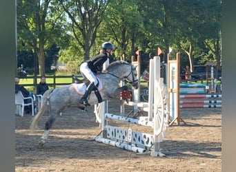 Welsh A (Mountain Pony), Gelding, 6 years, 11,2 hh, Gray-Blue-Tan