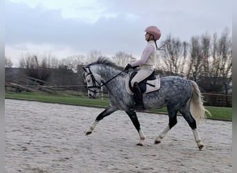 Welsh A (Mountain Pony), Gelding, 6 years, 11,2 hh, Gray-Blue-Tan