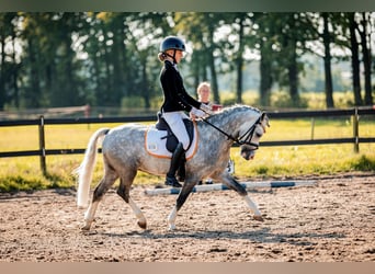 Welsh A (Mountain Pony), Gelding, 6 years, 11,2 hh, Gray-Blue-Tan