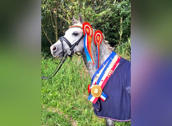 Welsh A (Mountain Pony), Gelding, 6 years, 11,2 hh, Gray-Blue-Tan