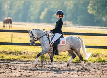 Welsh A (Mountain Pony), Gelding, 6 years, 11,2 hh, Gray-Blue-Tan