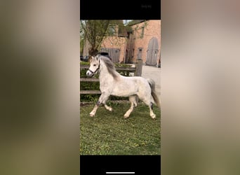 Welsh A (Mountain Pony), Gelding, 6 years, 11.2 hh, Gray-Dapple