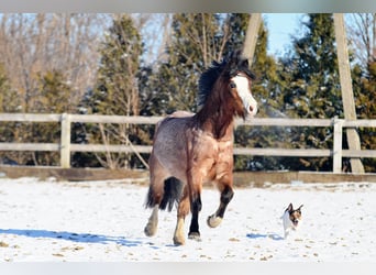 Welsh A (Mountain Pony), Gelding, 6 years, 11,2 hh, Roan-Bay