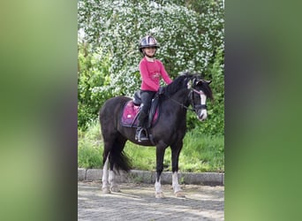 Welsh A (Mountain Pony), Gelding, 6 years, 11.3 hh, Black