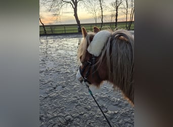 Welsh A (Mountain Pony), Gelding, 6 years, 11,3 hh, Chestnut-Red