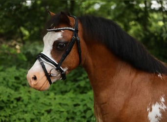 Welsh A (Mountain Pony), Gelding, 6 years, 11 hh, Bay