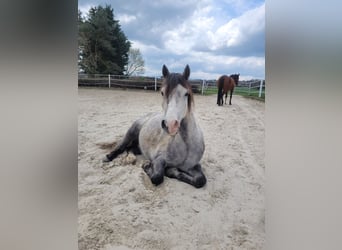 Welsh A (Mountain Pony) Mix, Gelding, 6 years, 12.1 hh, Gray