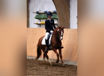 Welsh A (Mountain Pony), Gelding, 6 years, 12.2 hh, Chestnut-Red