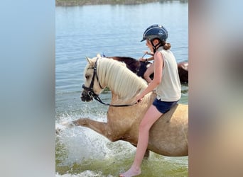 Welsh A (Mountain Pony), Gelding, 6 years, 12.2 hh, Dun
