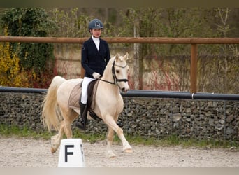 Welsh A (Mountain Pony), Gelding, 6 years, 12.2 hh, Dun