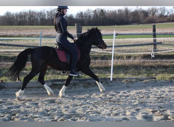 Welsh A (Mountain Pony) Mix, Gelding, 6 years, 12 hh, Black