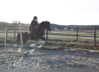 Welsh A (Mountain Pony) Mix, Gelding, 6 years, 12 hh, Black