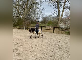 Welsh A (Mountain Pony), Gelding, 6 years, 12 hh, Buckskin