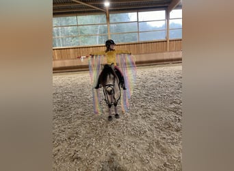 Welsh A (Mountain Pony), Gelding, 6 years, 12 hh, Buckskin