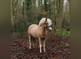 Welsh A (Mountain Pony), Gelding, 6 years, 12 hh, Chestnut